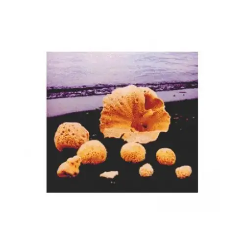 Carloni Éponge de Mer Taille 18